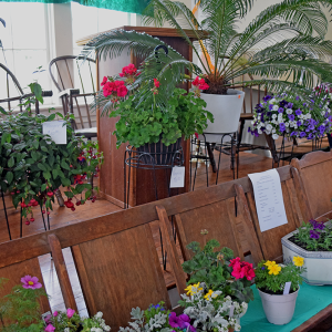 There were even hanging plants available for purchase at the Lakeville plant sale.