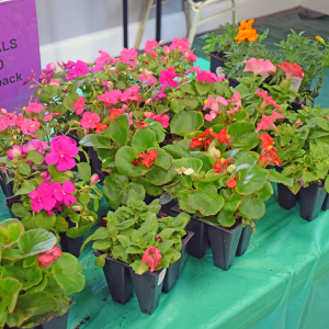 Some of the flowers at the Oak Point plant sale. 