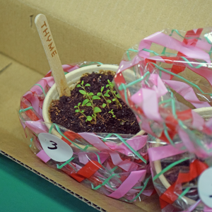 Some thyme that was available for purchase at the Oak Point plant sale.