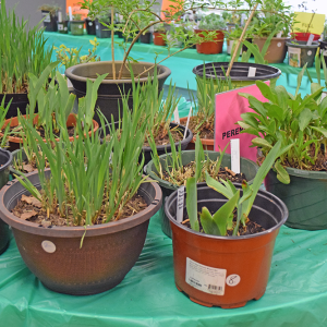 There were annuals and perrenials for sale atf the Oak Point plant sale. 