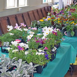 Many bright colored flowers were available at both sales, such as these at the Lakeville Plant Sale. Photos by Kat Sheridan