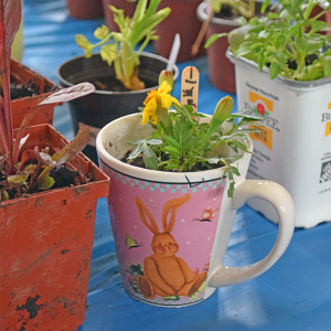 A teacup being used as a planter at the Lakeville plant sale. 