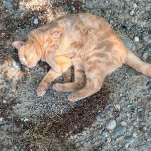 The farm's cat rolls around to the rock and roll. 