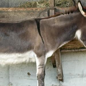 The farm's donkey in his barn.