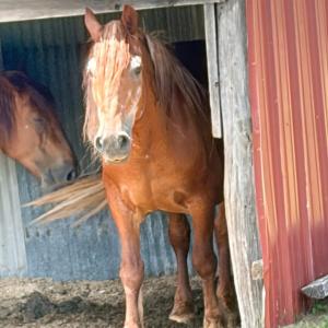 One of the farm's horses greets a visitor. 