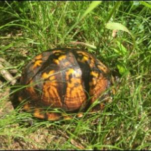 The site is a protected habitat for eastern box turtles. File photo